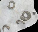 Plate Of Devonian Ammonites (Anetoceras) - Morocco #87254-1